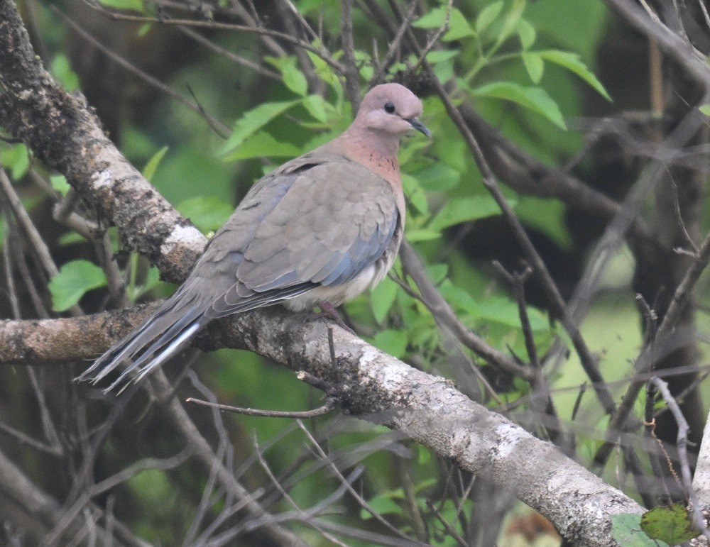 Малая горлица - ML644406819