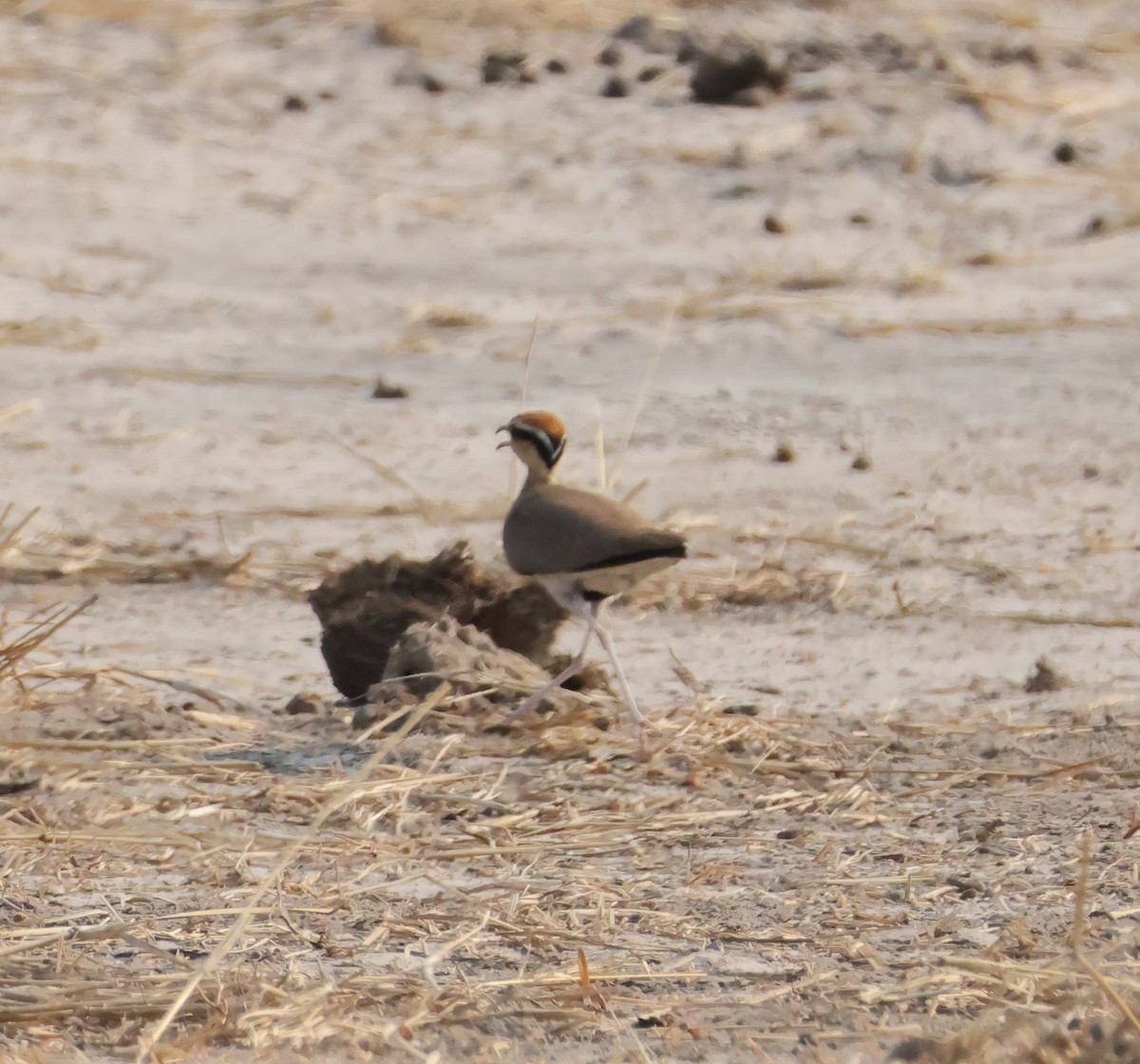 Temminck's Courser - ML644406838