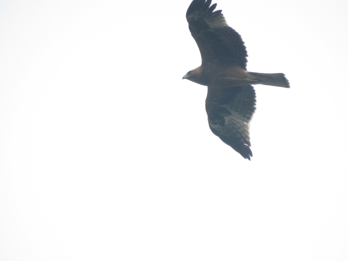 Booted Eagle - ML644406839