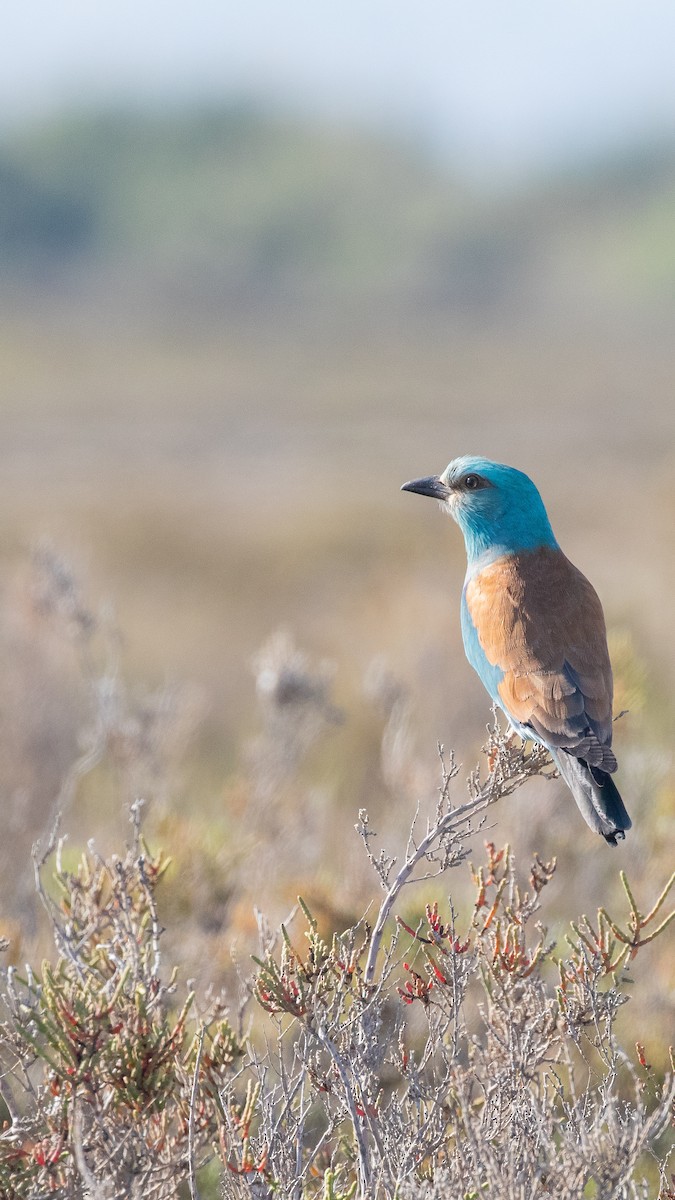 Сиворакша євразійська - ML644406851