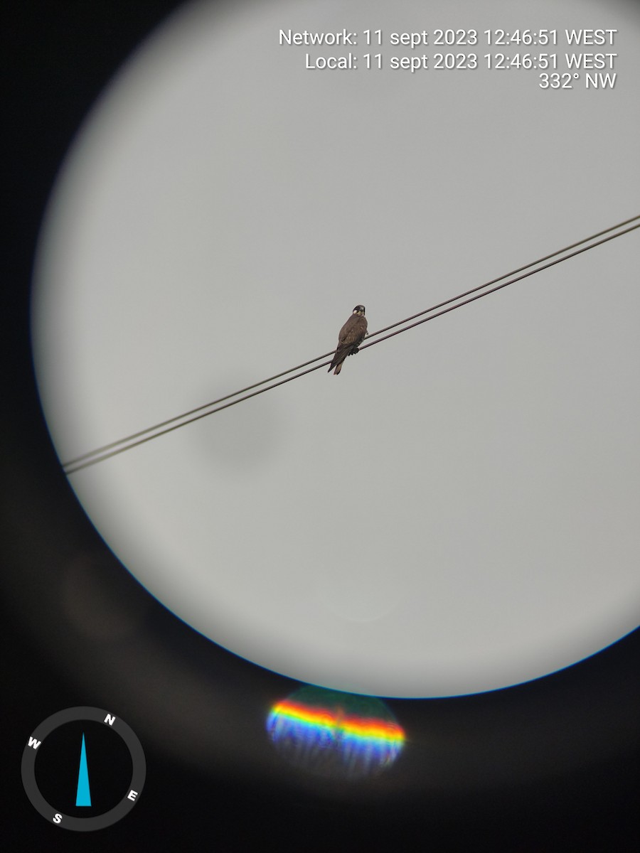 בז חופים - ML644406864