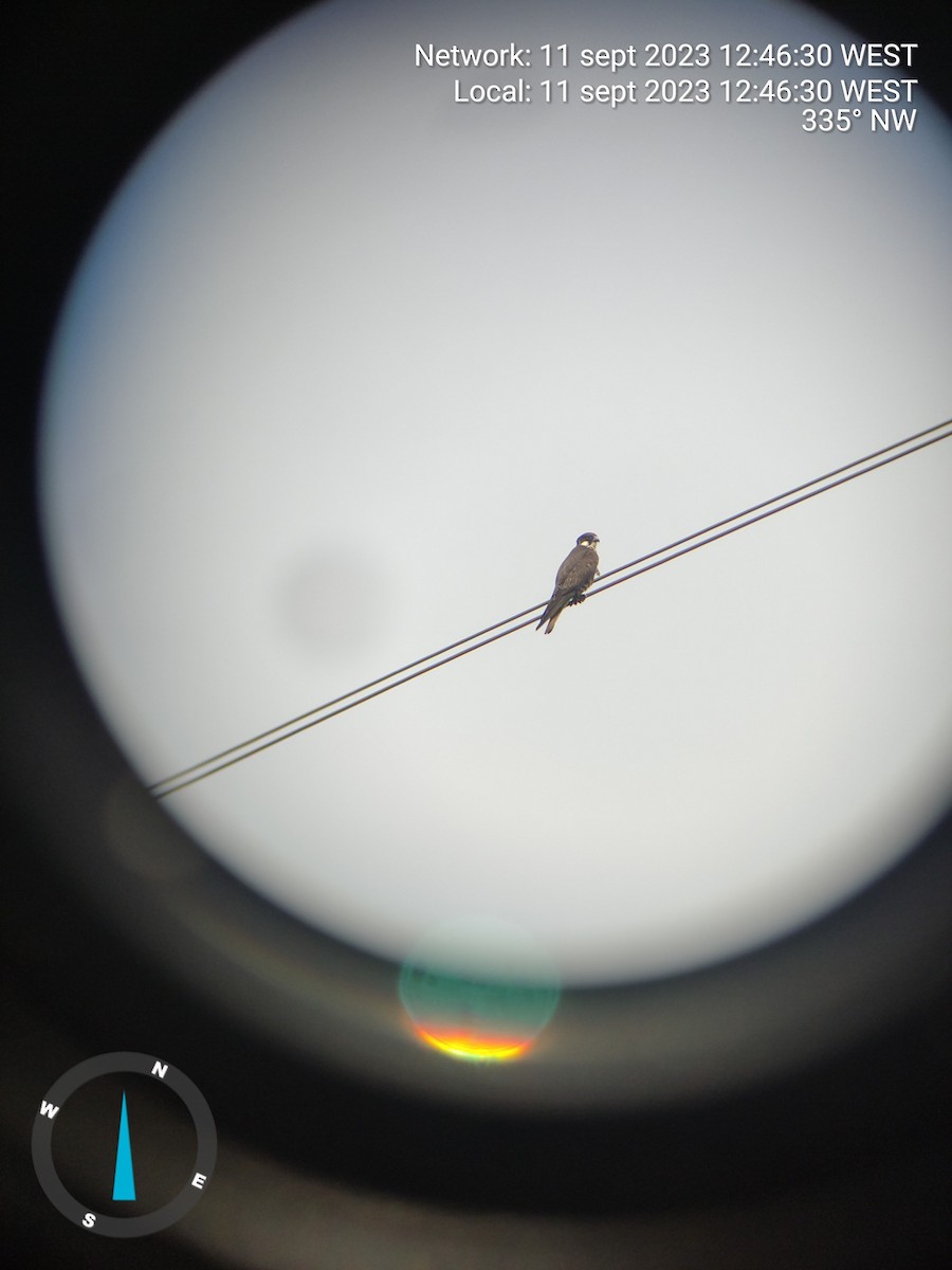 בז חופים - ML644406865