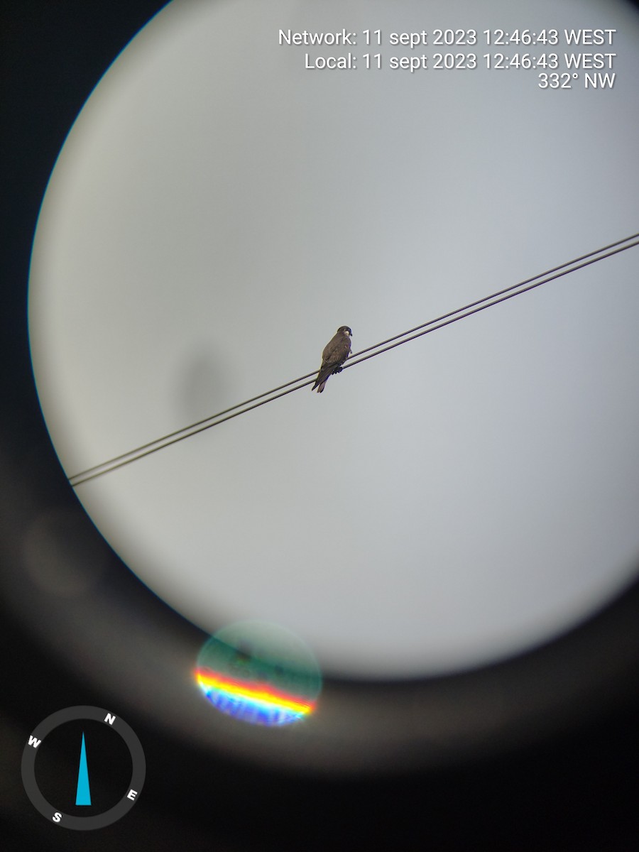 בז חופים - ML644406866