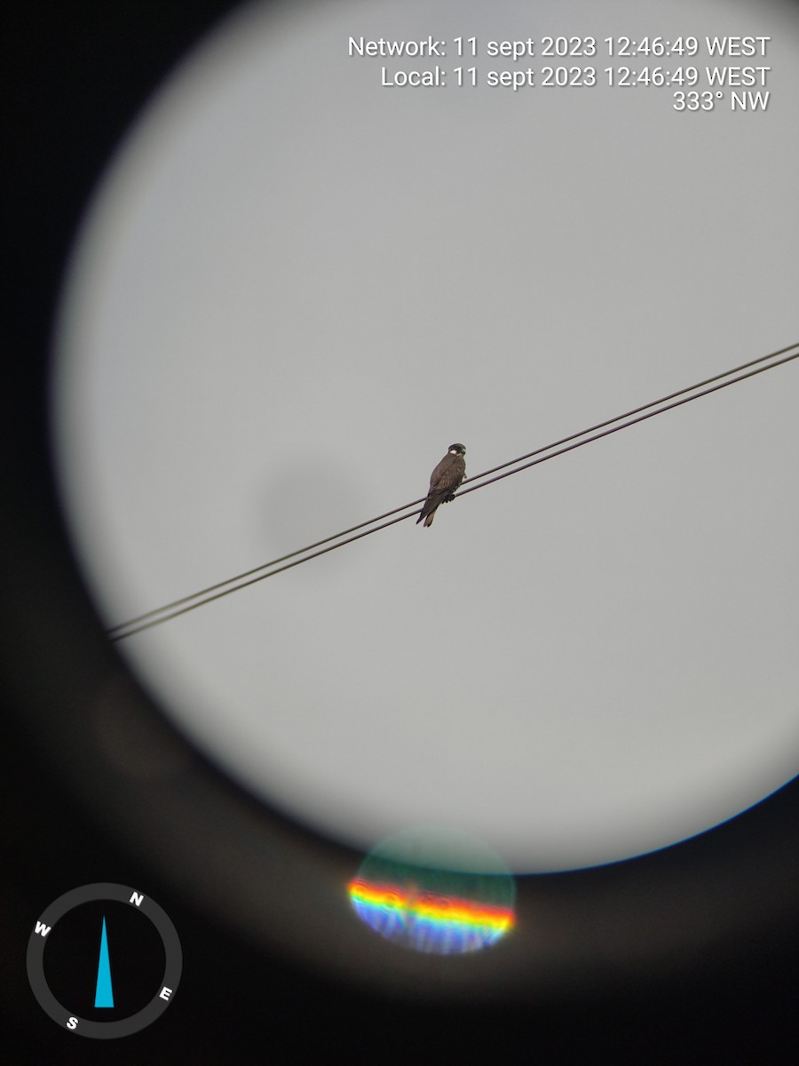 בז חופים - ML644406867