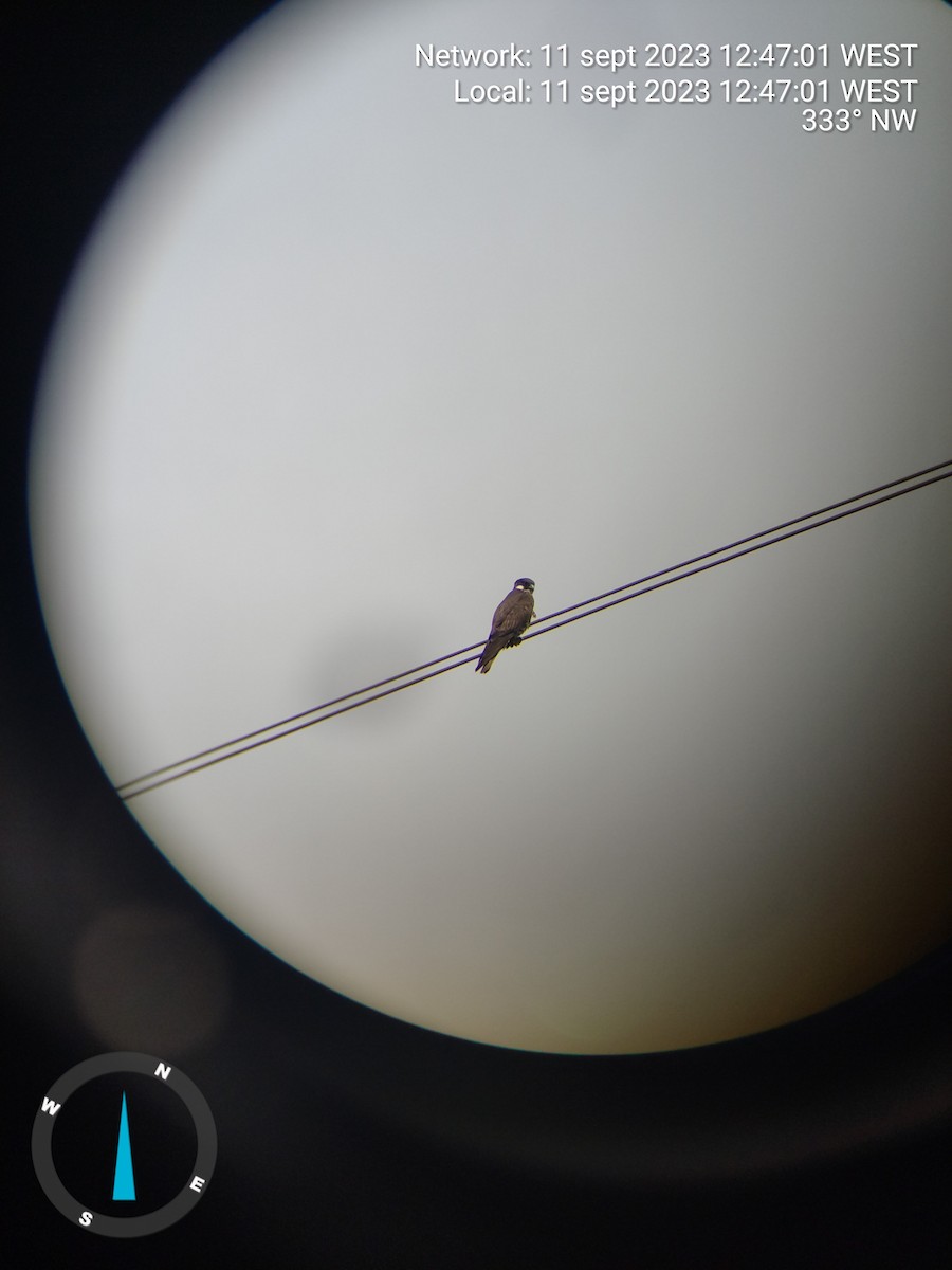 בז חופים - ML644406868