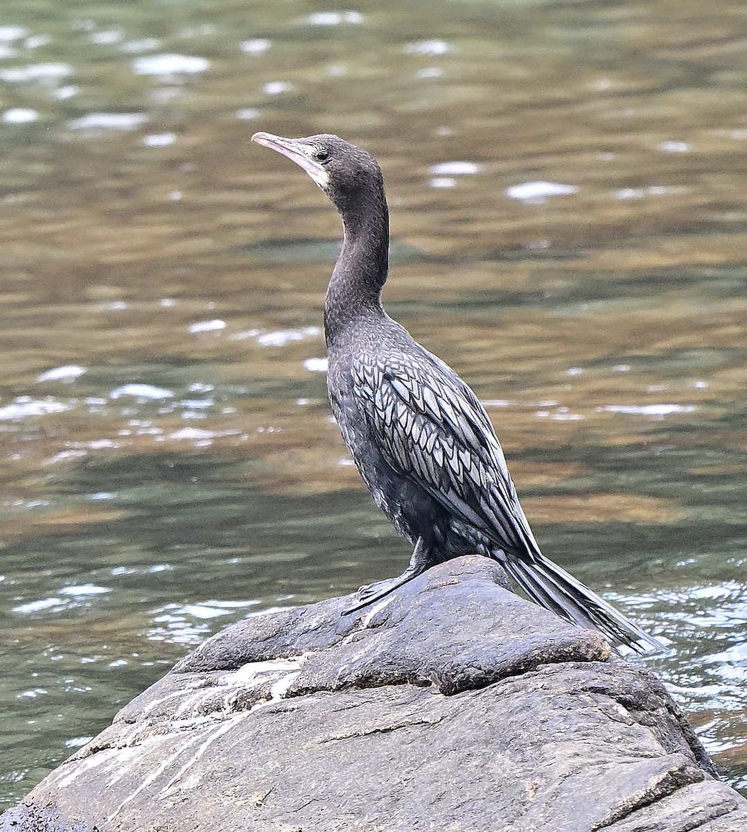 orientdvergskarv - ML644406869