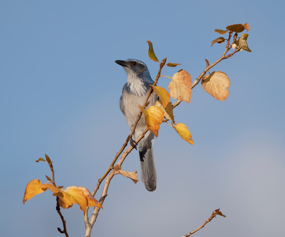 California Scrub-Jay - ML644406901