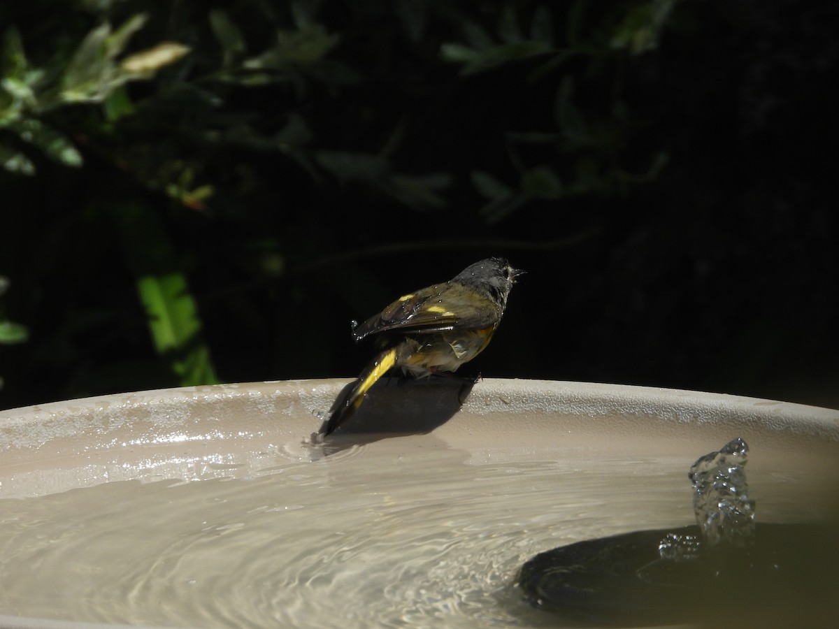 American Redstart - ML644406906