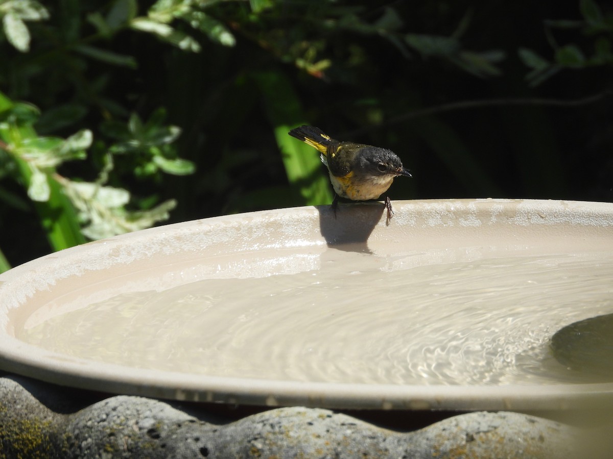 American Redstart - ML644406907