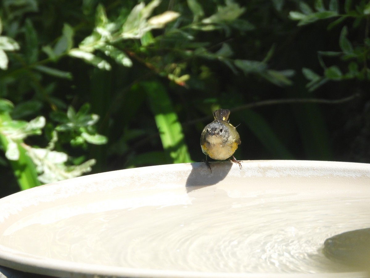 American Redstart - ML644406908