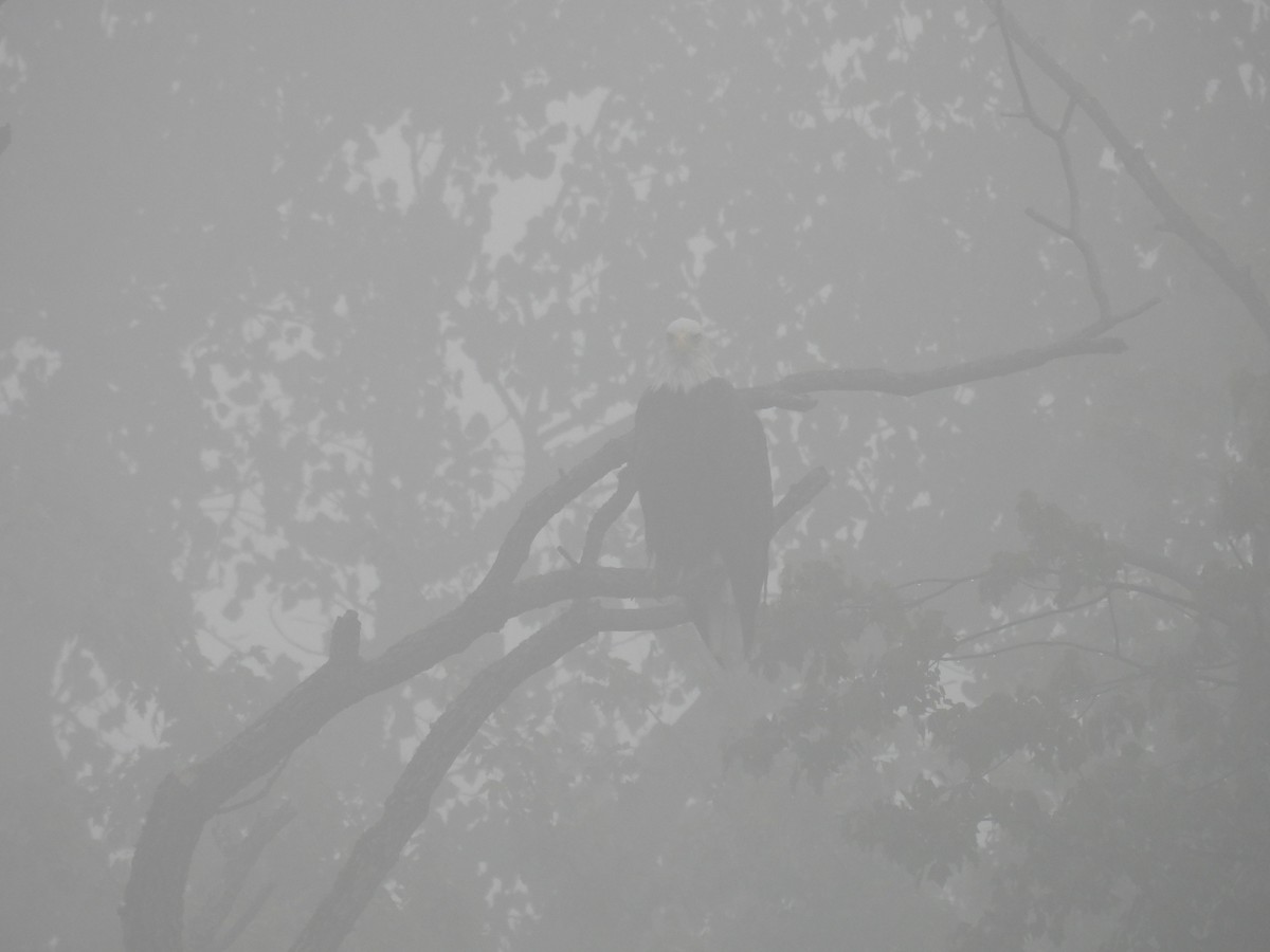 Белоголовый орлан - ML644406909