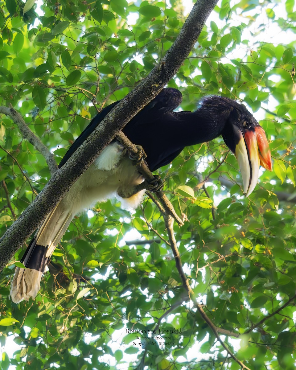Rhinoceros Hornbill - ML644406923