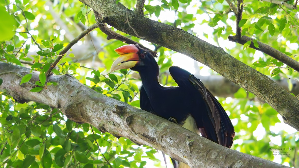 Rhinoceros Hornbill - ML644406924