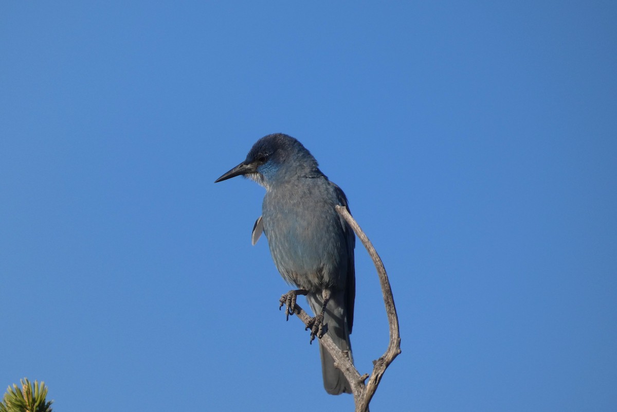 Pinyon Jay - ML644406925