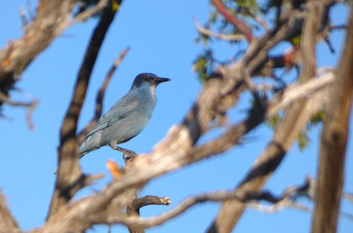 Pinyon Jay - ML644406926