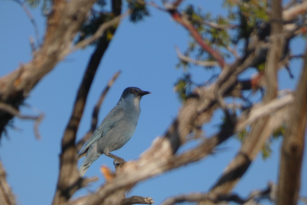 Pinyon Jay - ML644406927