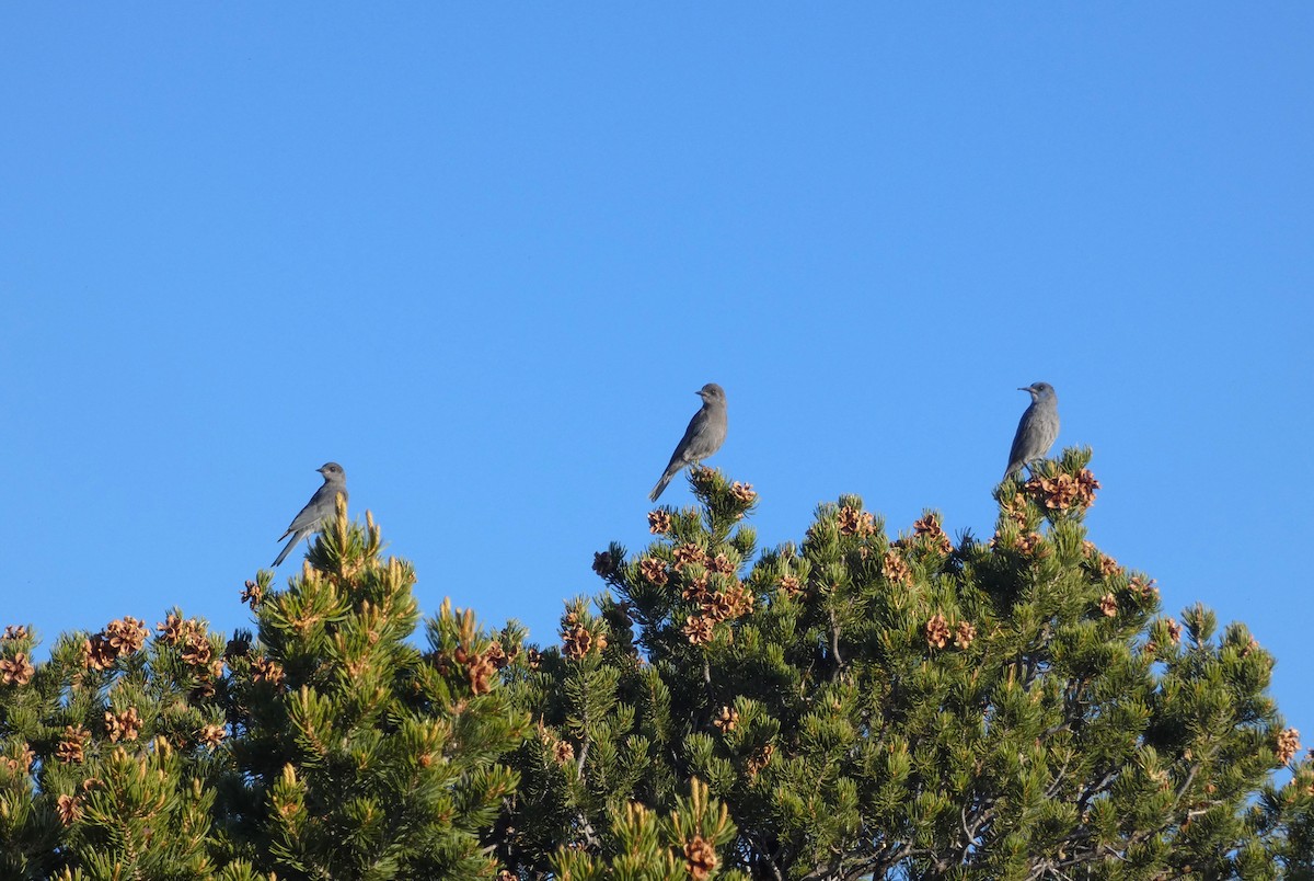 Pinyon Jay - ML644406928