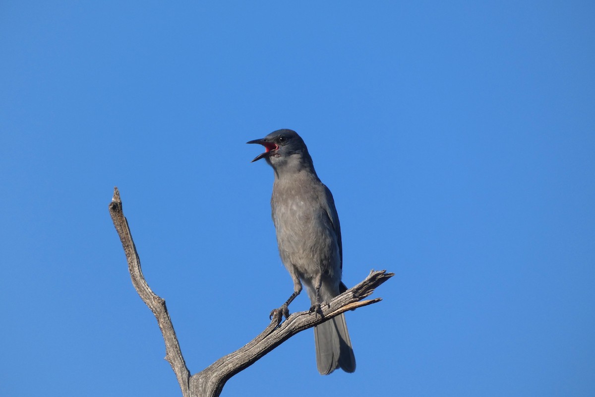 Pinyon Jay - ML644406929