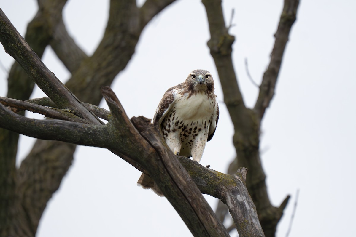 Red-tailed Hawk - ML644406934