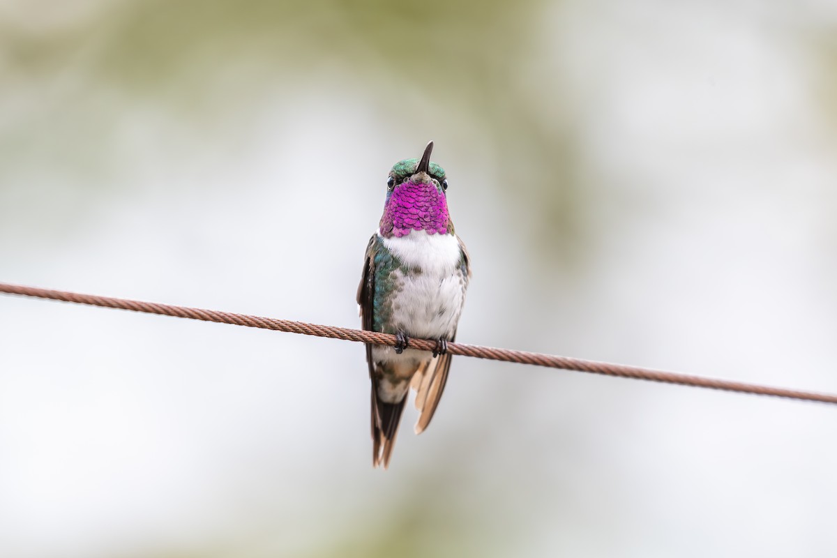 シロハラチビハチドリ - ML644406940