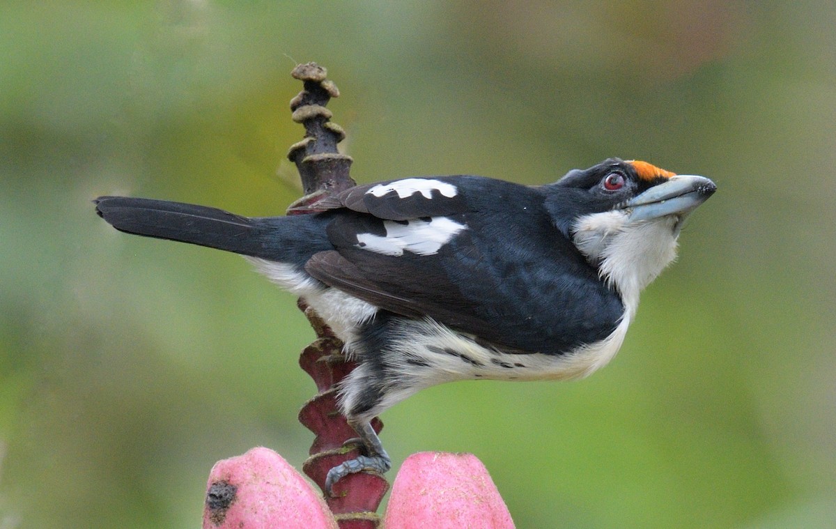 Orange-fronted Barbet - ML644406941