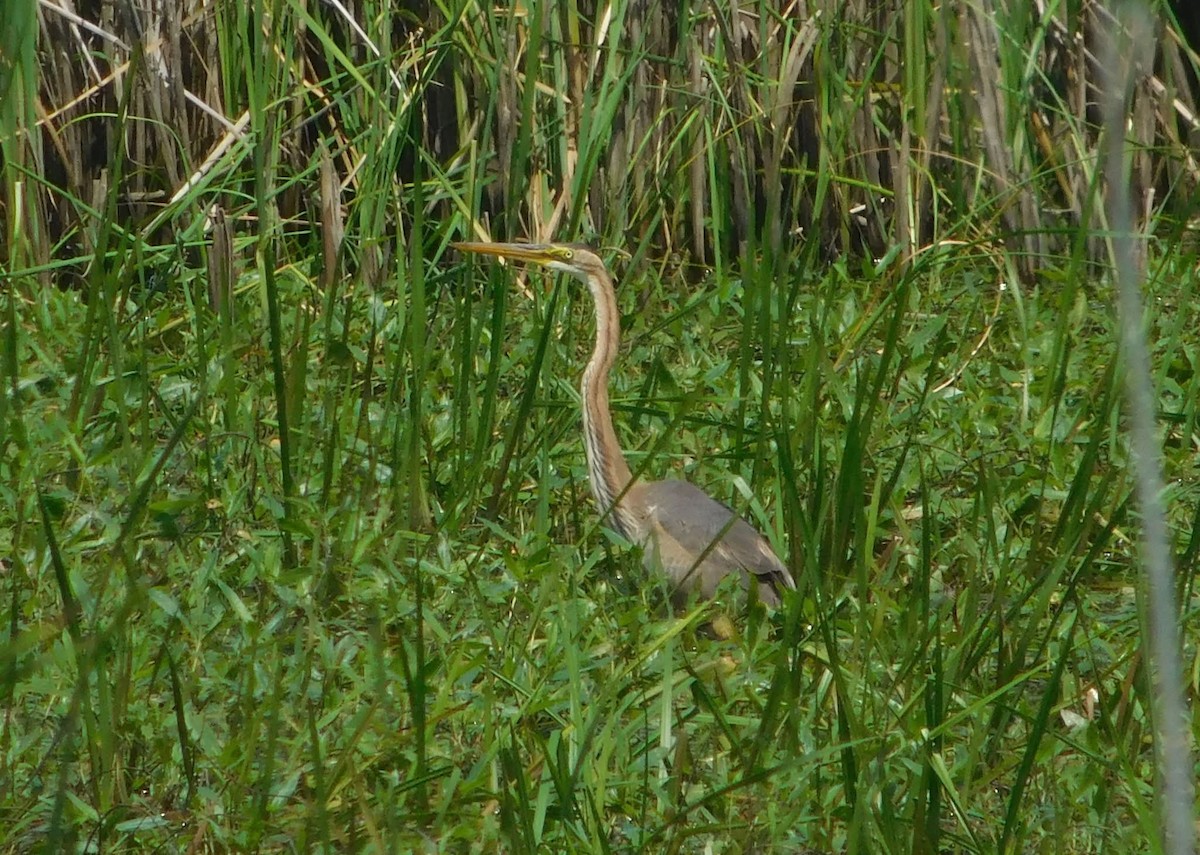 purpurhegre - ML644406942