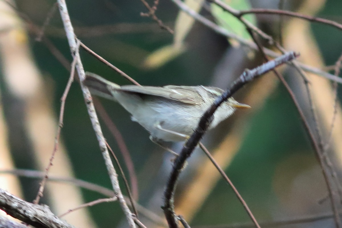 Вівчарик світлоногий - ML644406943