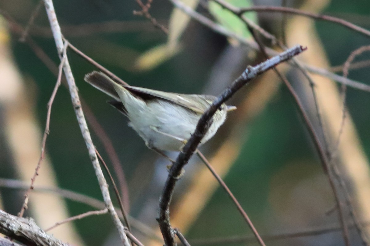 Вівчарик світлоногий - ML644406944