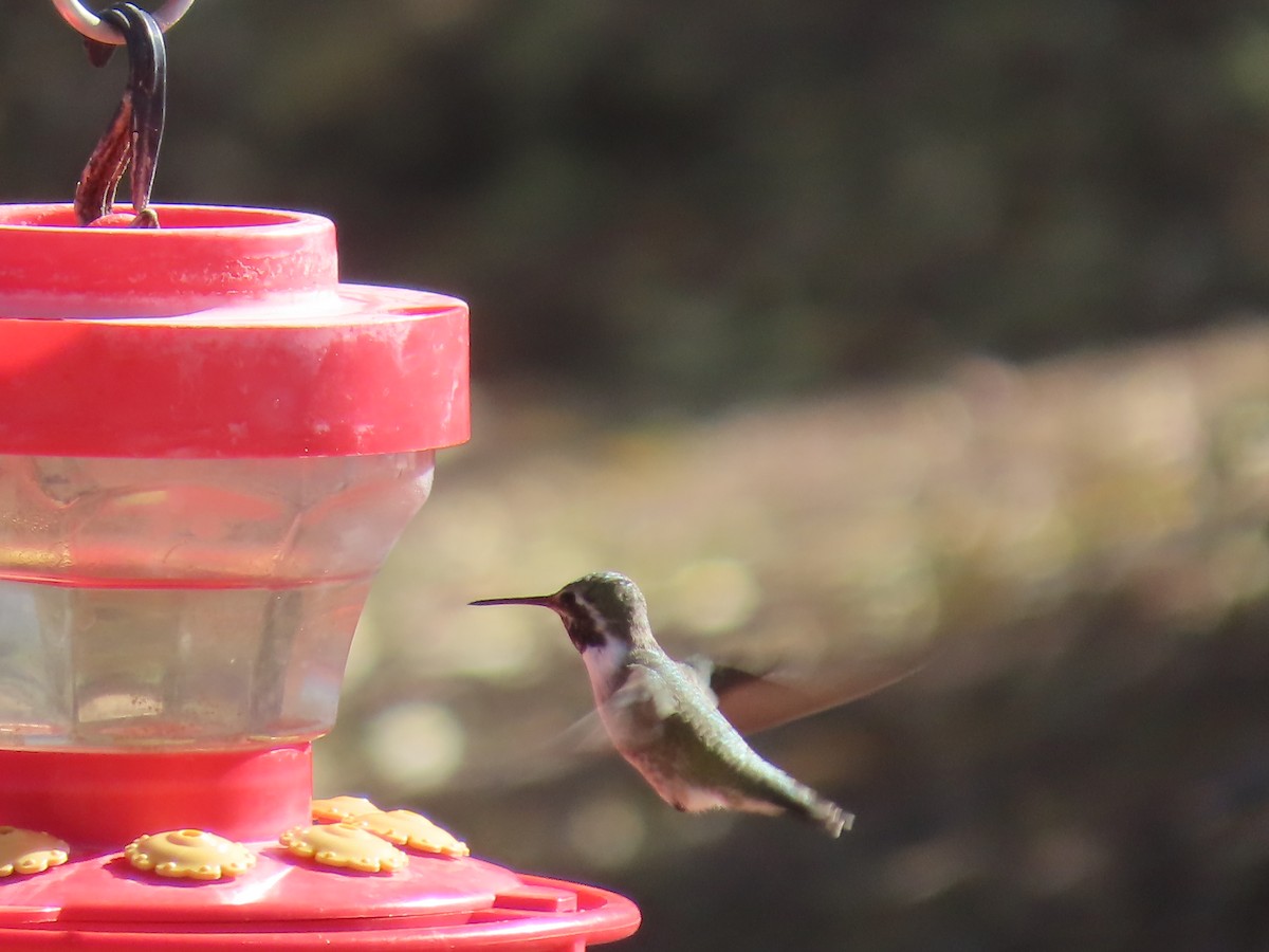 Anna's Hummingbird - ML644406947