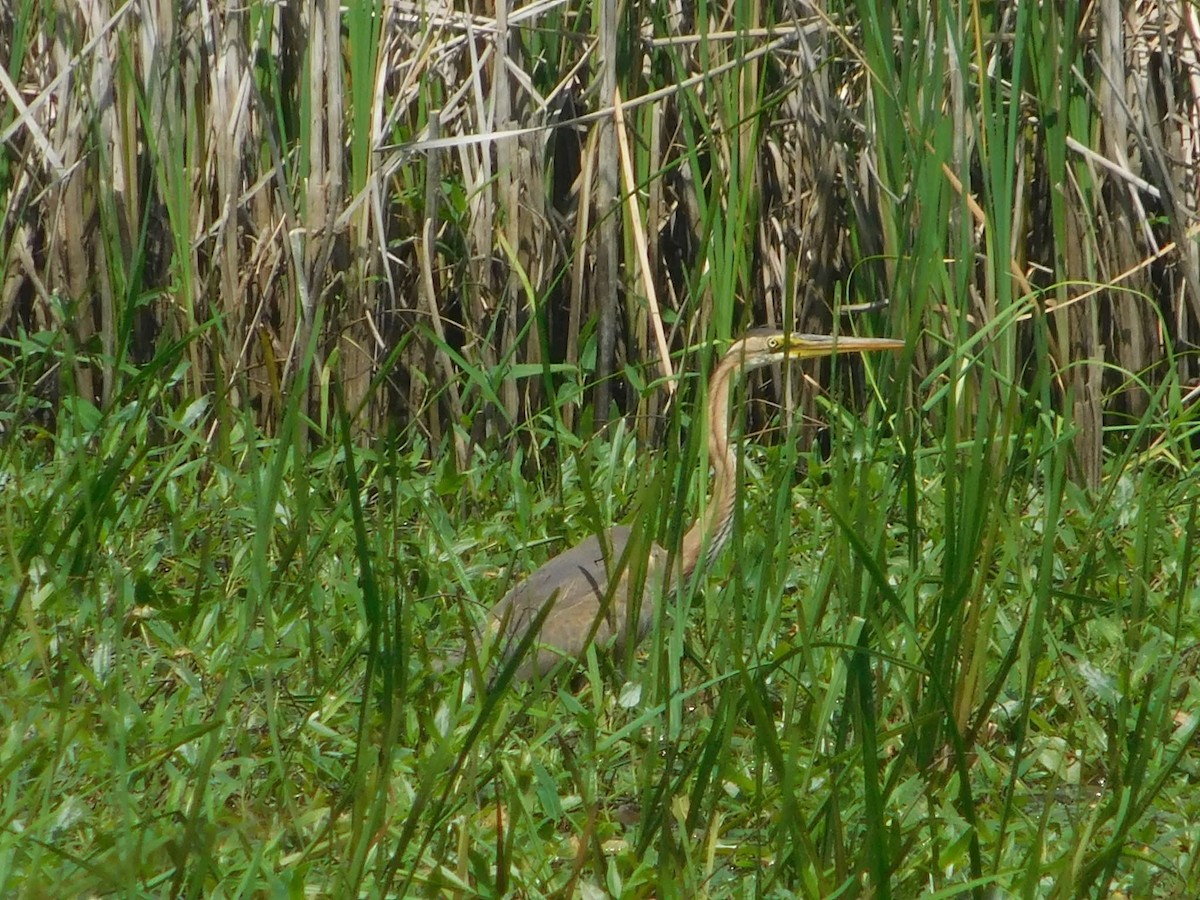 purpurhegre - ML644406961