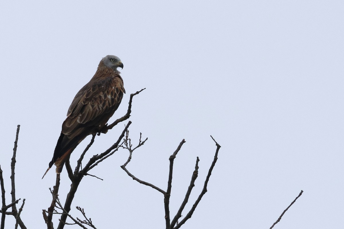 Red Kite - ML644406962