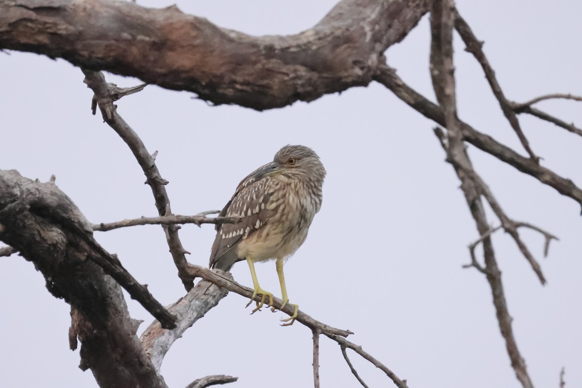 Nachtreiher - ML644406969