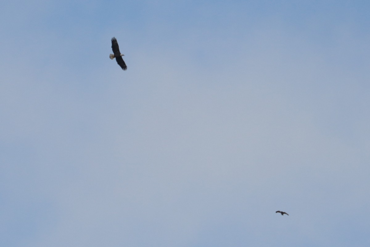 Белоголовый орлан - ML644406970