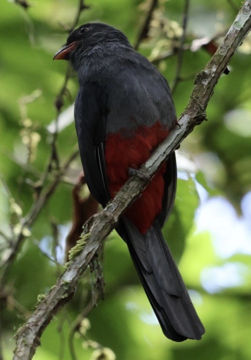 Gri Kuyruklu Trogon - ML644406972