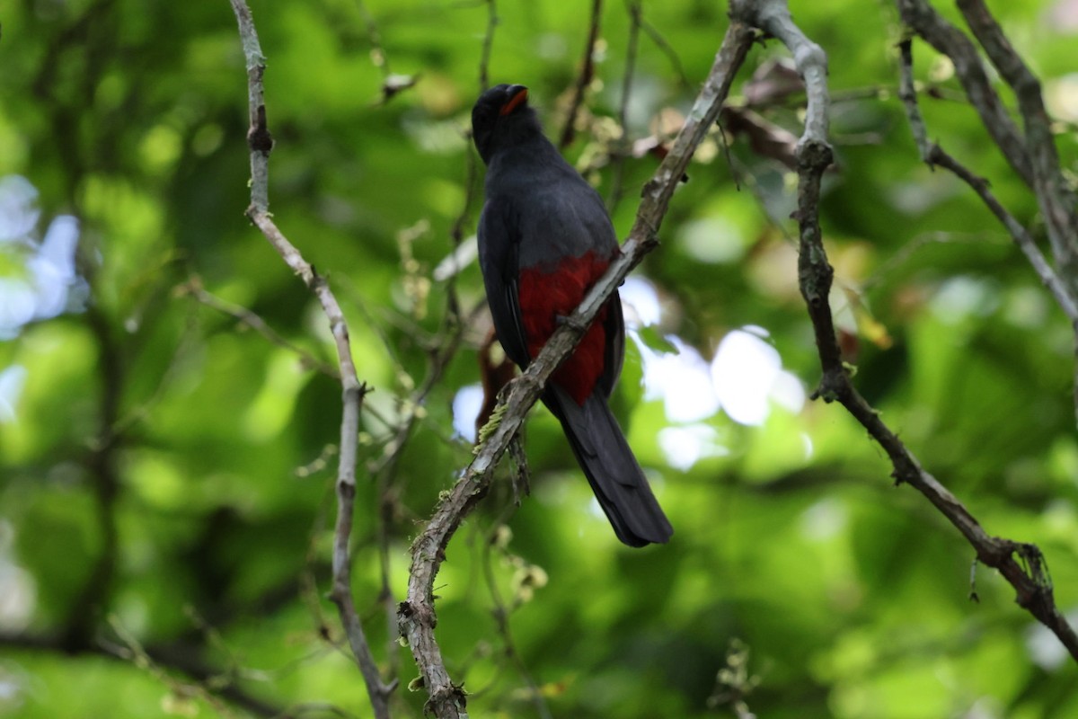 Gri Kuyruklu Trogon - ML644406973