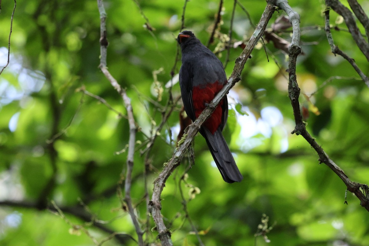 Gri Kuyruklu Trogon - ML644406974