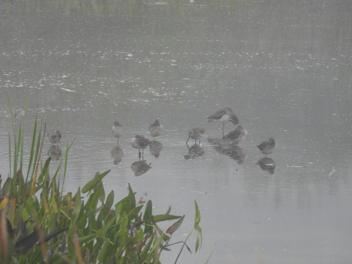 Tundraschlammläufer - ML644406979