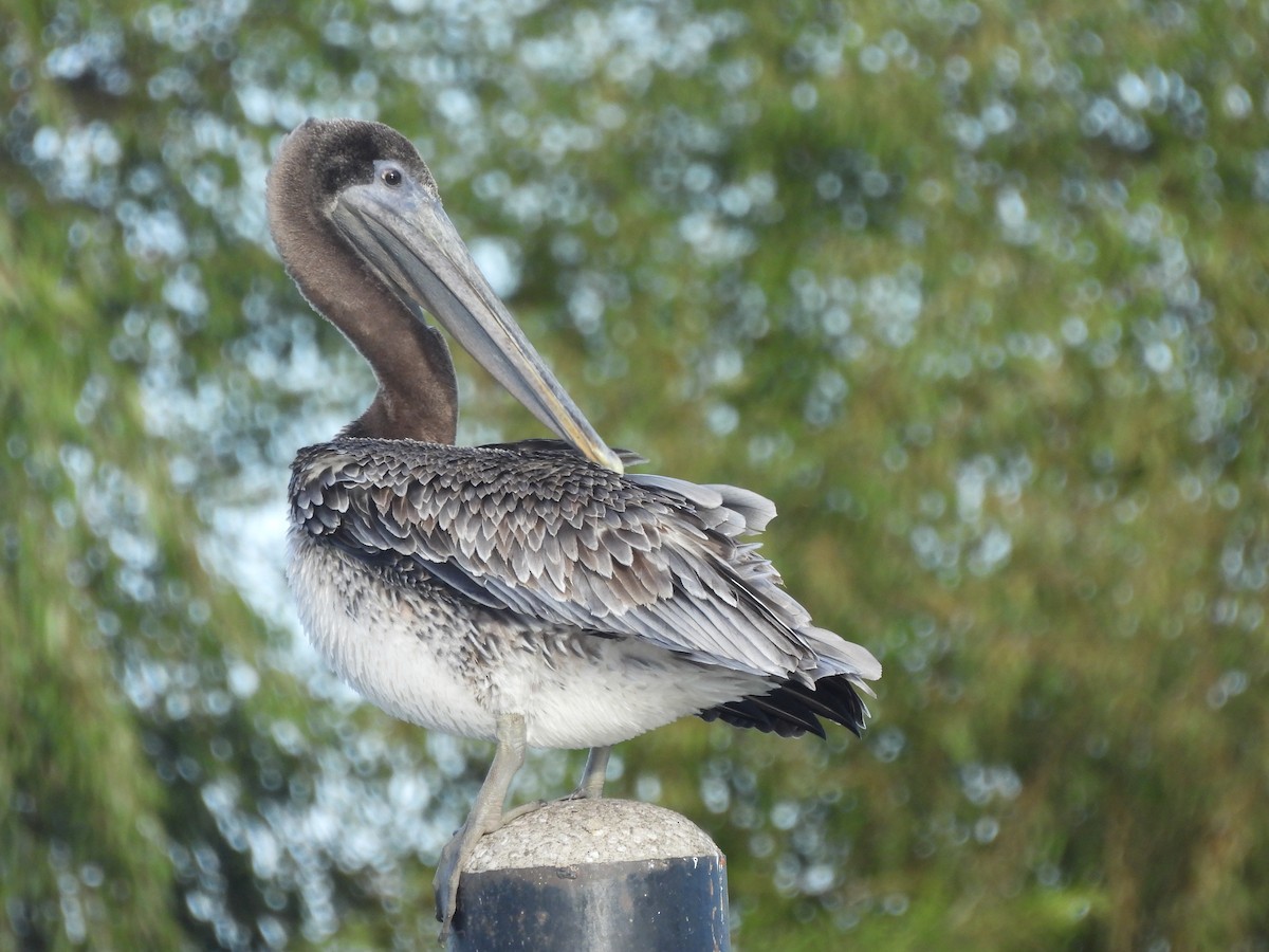 Brown Pelican - ML644406988