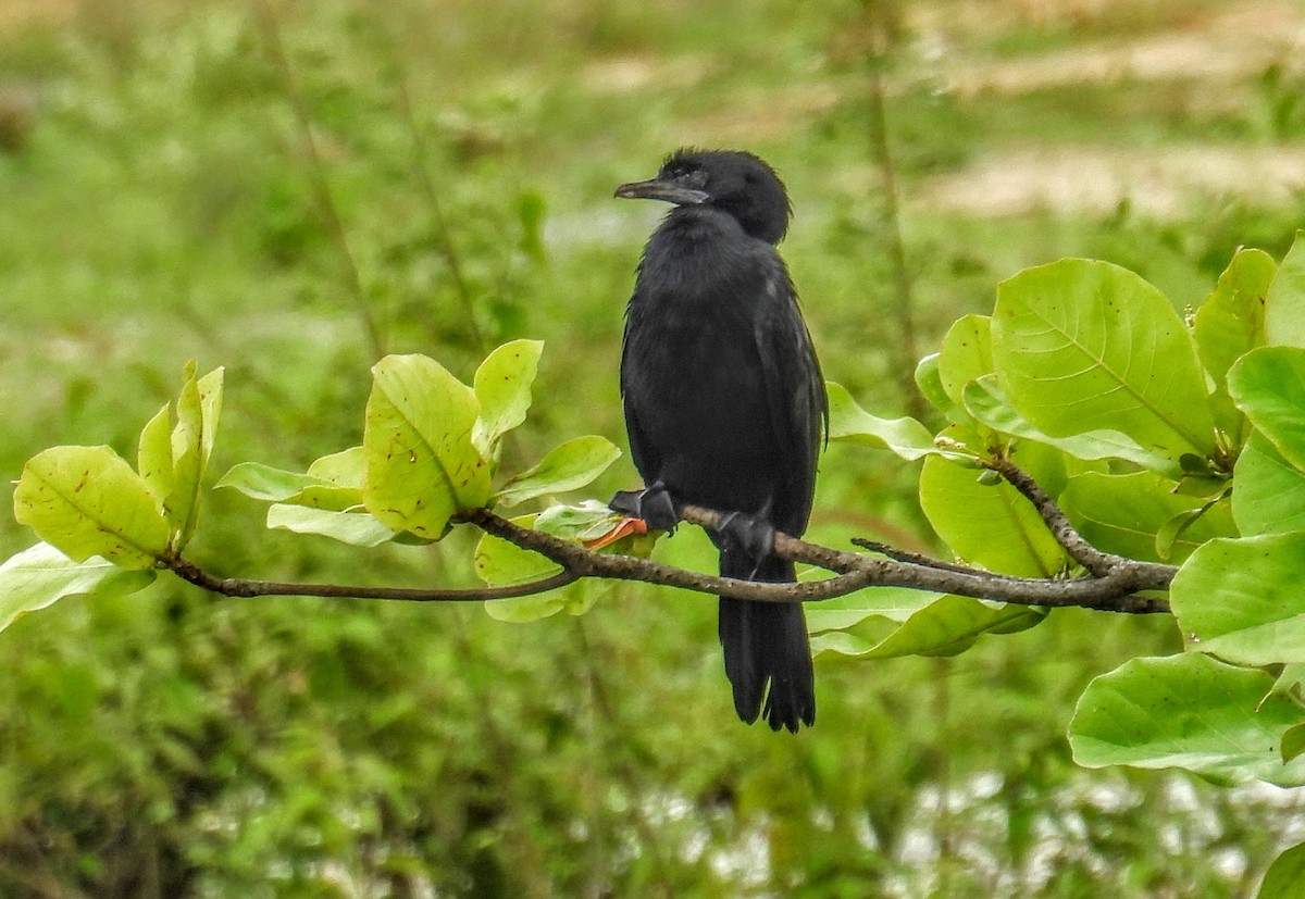 orientdvergskarv - ML644406997