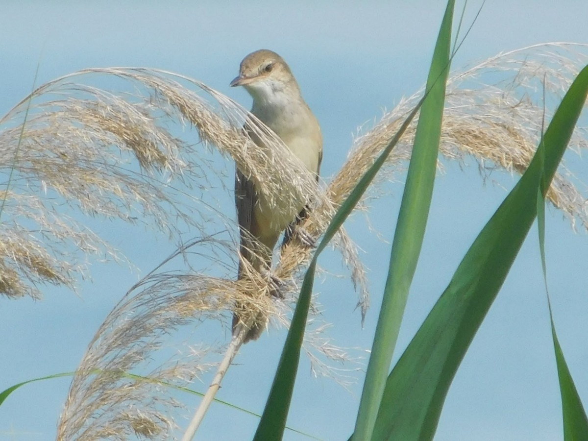 Great Reed Warbler - ML644407015