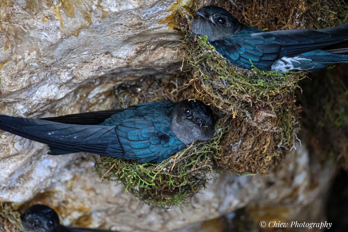 Plume-toed Swiftlet - ML644407030