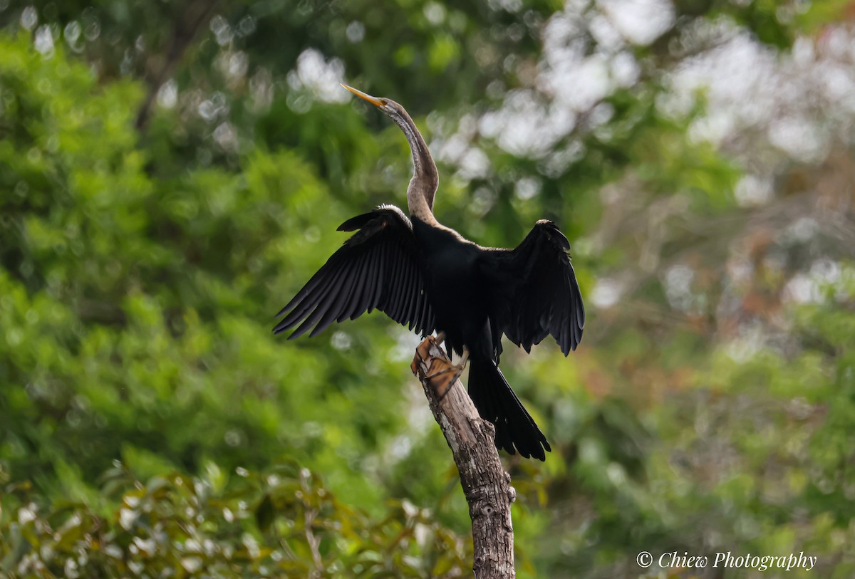 Oriental Darter - ML644407033