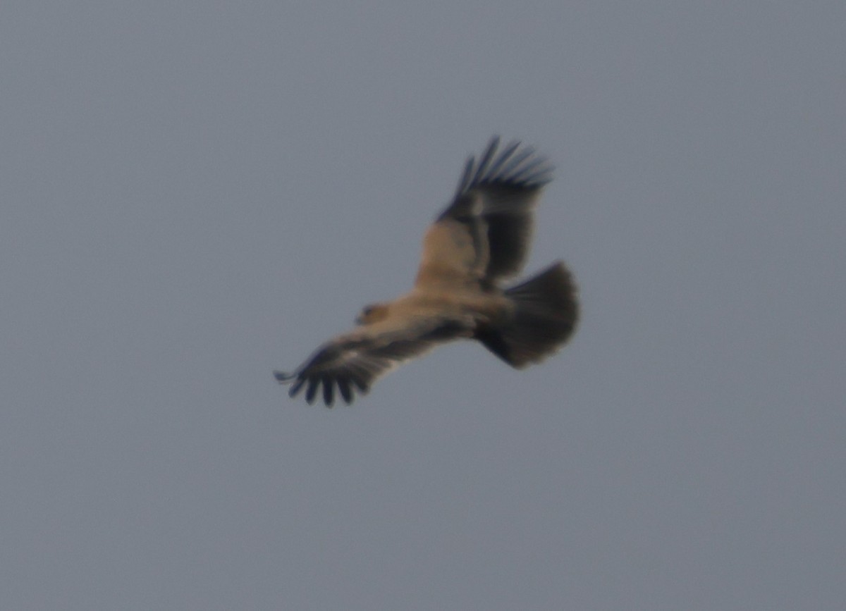 Tawny Eagle - ML644407038