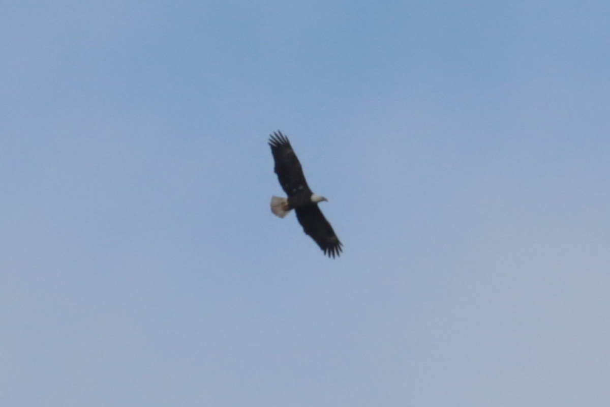 Белоголовый орлан - ML644407060