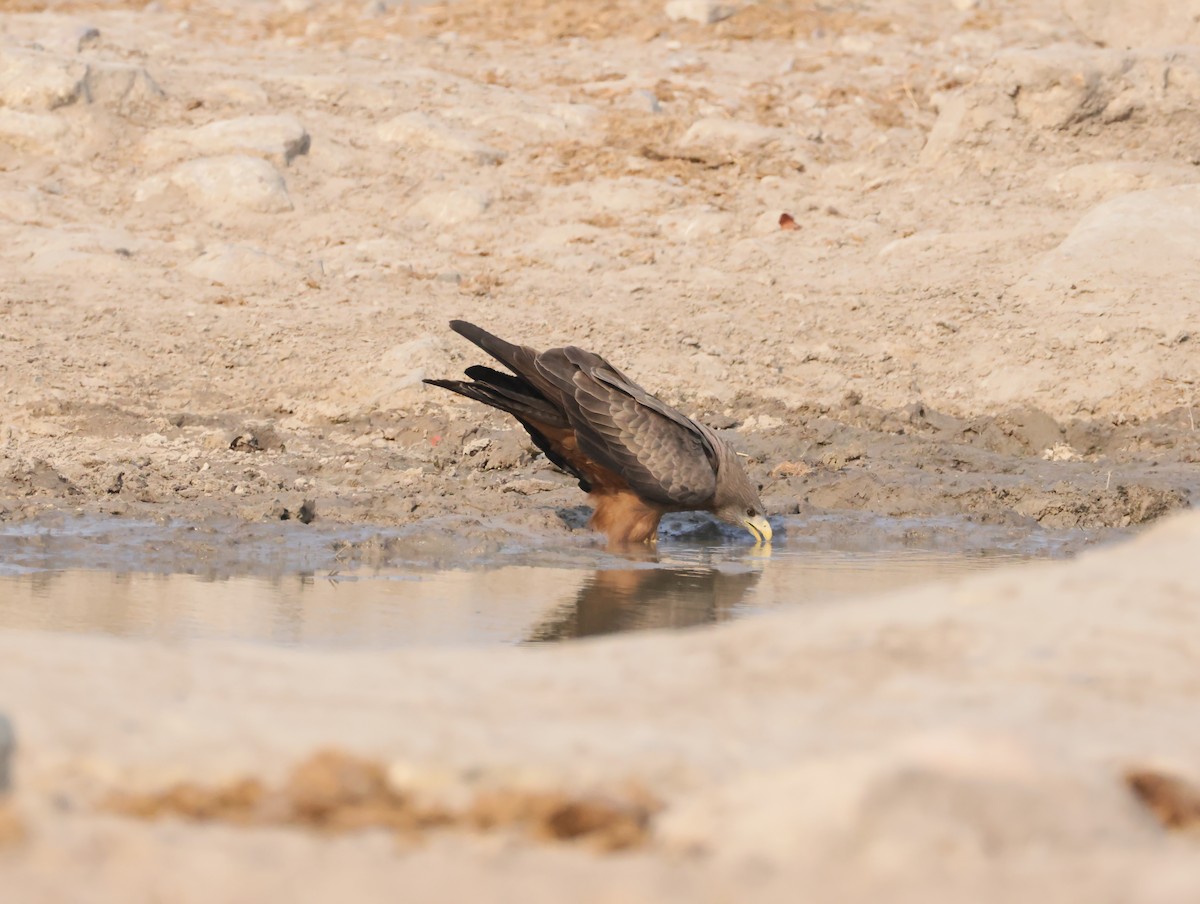 Сохор элээ - ML644407064