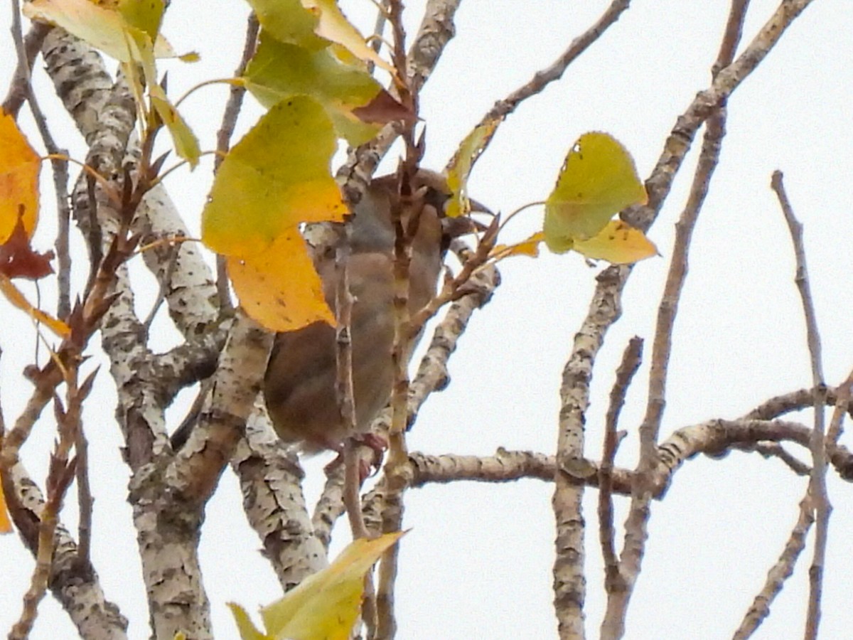 シメ - ML644407070