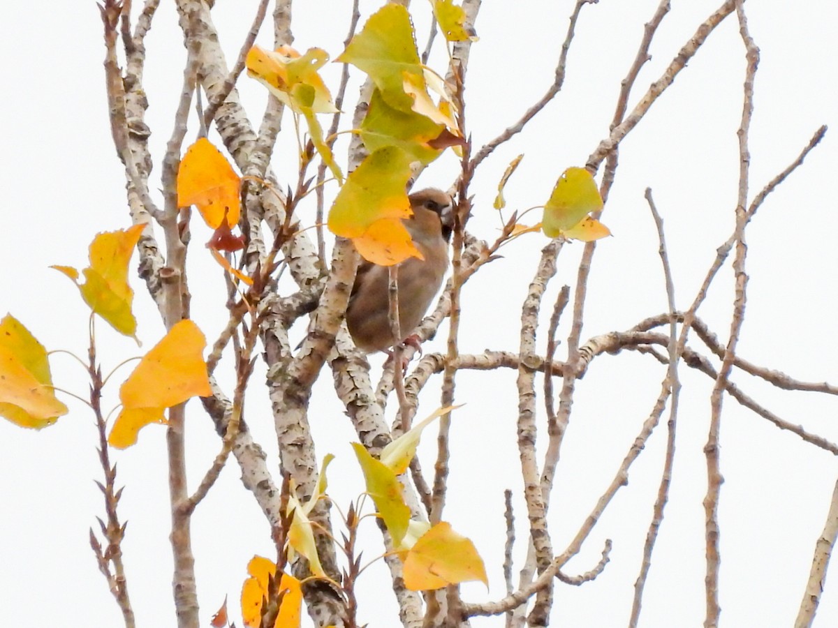 シメ - ML644407071