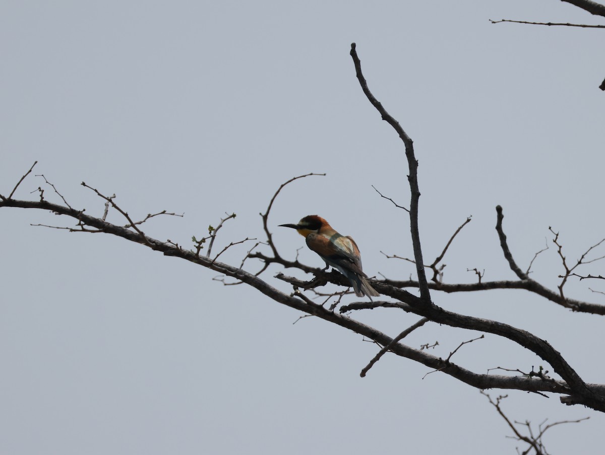 Золотистая щурка - ML644407075