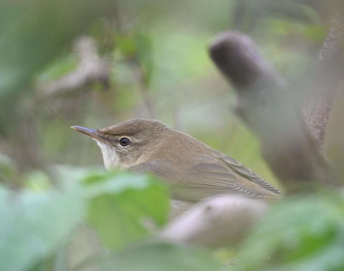 Rousserolle des buissons - ML644407076