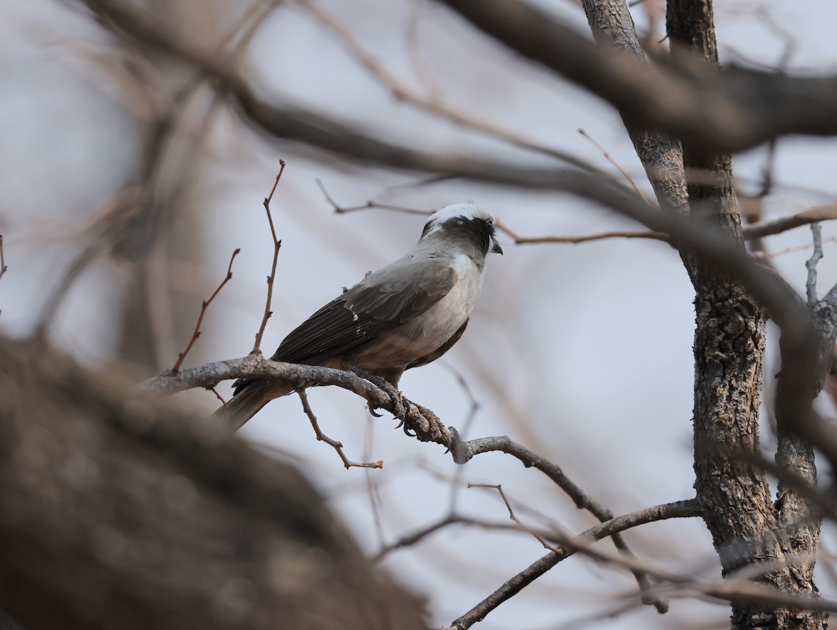Eurocéphale à couronne blanche - ML644407081
